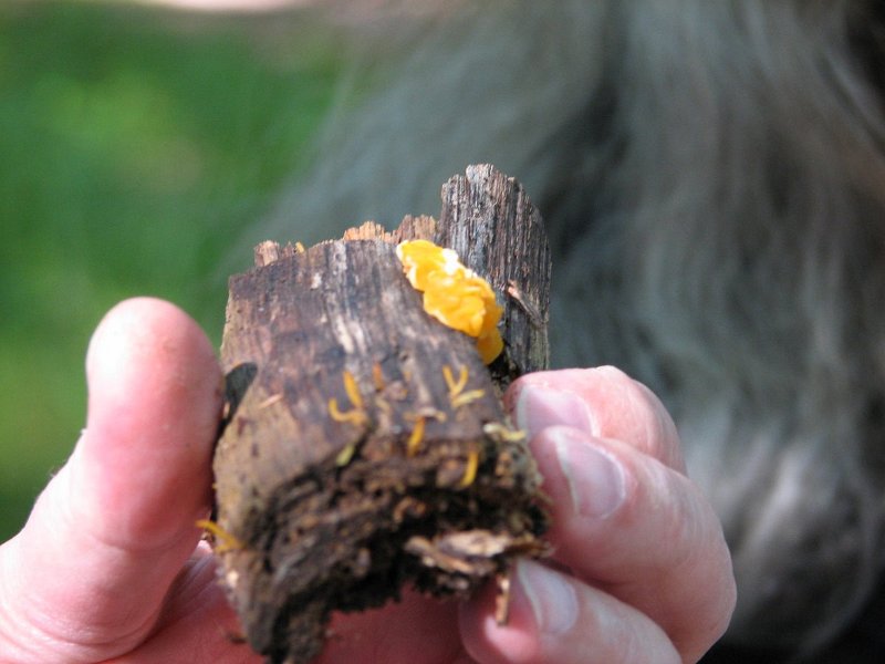 Ditiola pezziziformis et calocera cornea